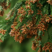 スギ花粉症に対する舌下免疫療法