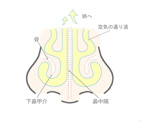 健康な鼻のイラスト